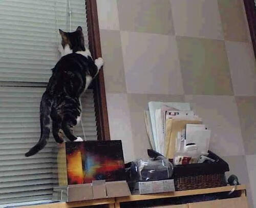 【Judge破纪录】纽约洋基队长单季猛打50+全垒打，纽约洋基队中国官网