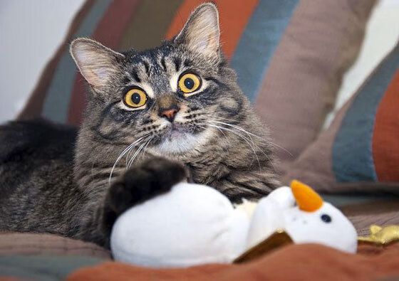 【经典逆转】顶尖运动员用战术逆转局势的难忘瞬间，世界十大逆转比赛