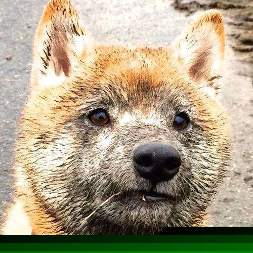 关键时刻的应急方案：技术人员的智慧，应急预案里的关键要素是指