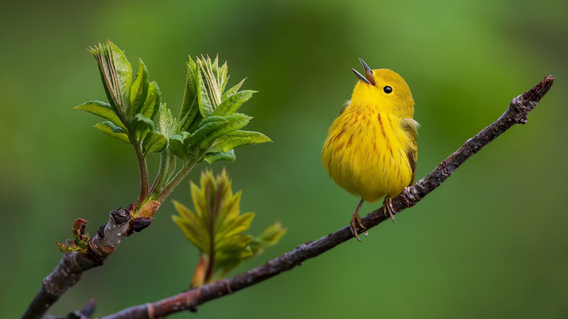 勇士主场设立球员语录墙,激励新生代球迷,nba勇士队口号